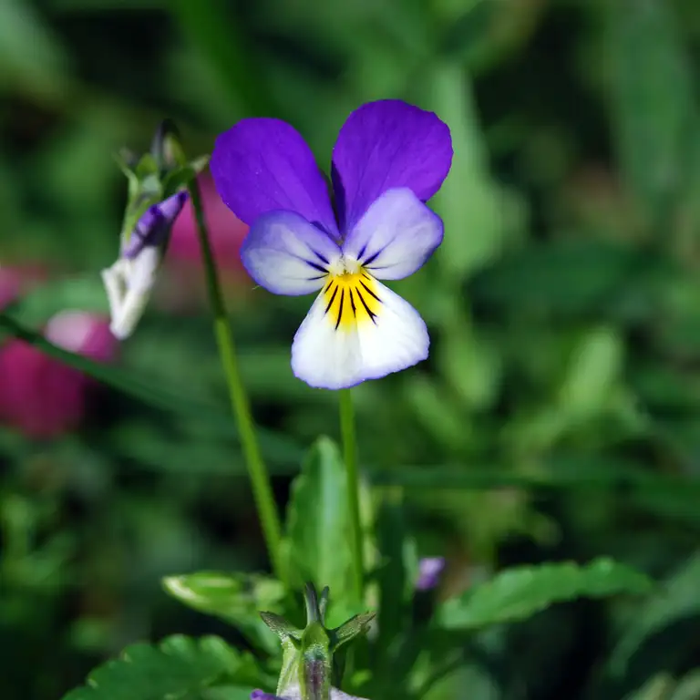 Almindelig stedmoderblomst