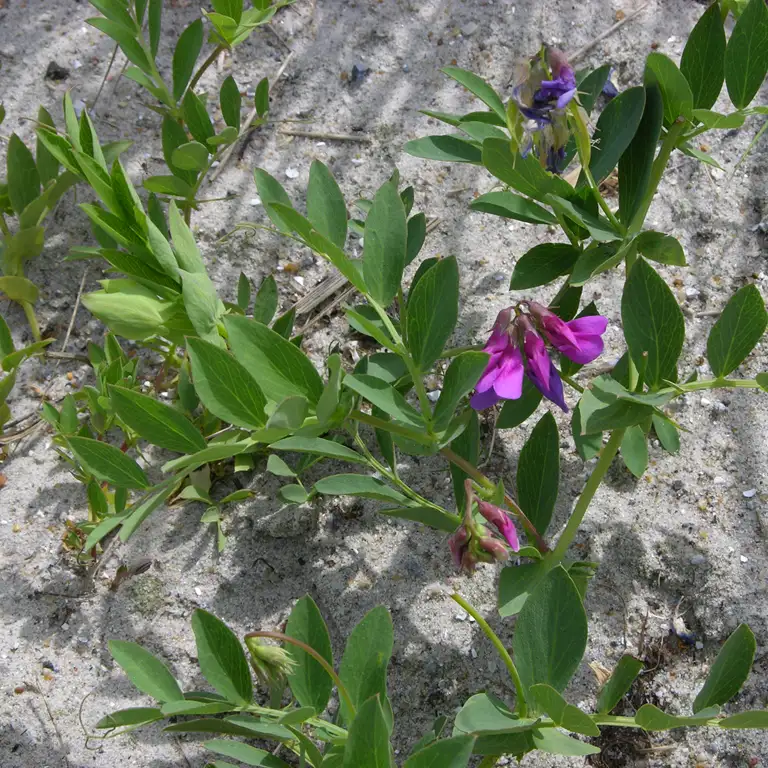 Strandfladbælg